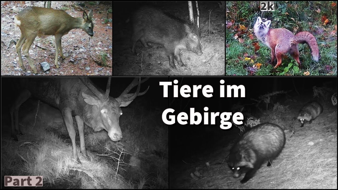 Tiere im Gebirge vor der Wildkamera; Part 2