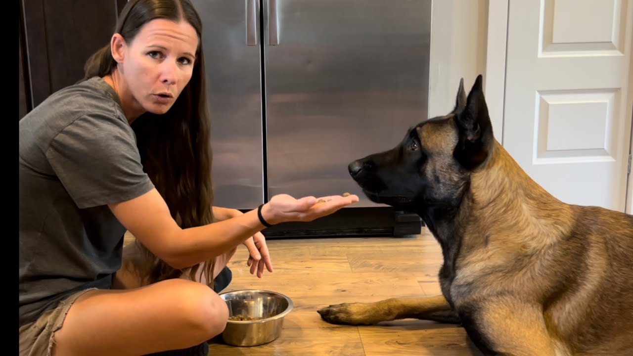 Hand Feed Your Dog 