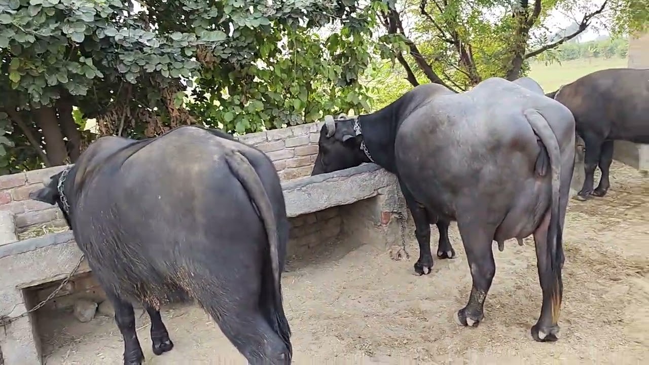 भैंसों को कोन सा कैल्सियम और लीवर टॉनिक दे