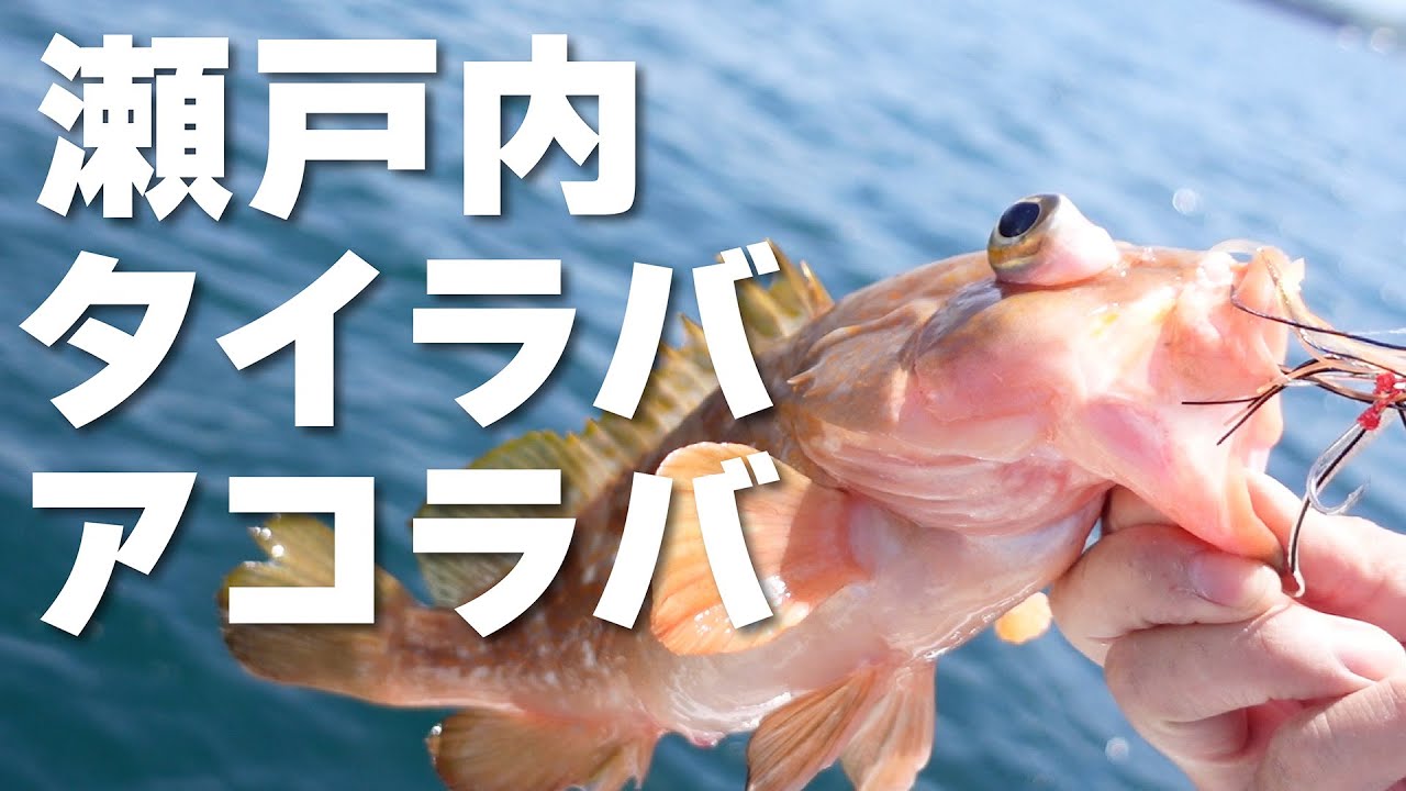 【アコウ】瀬戸内で猛者たちとアコラバ inタートルV号【キジハタ】