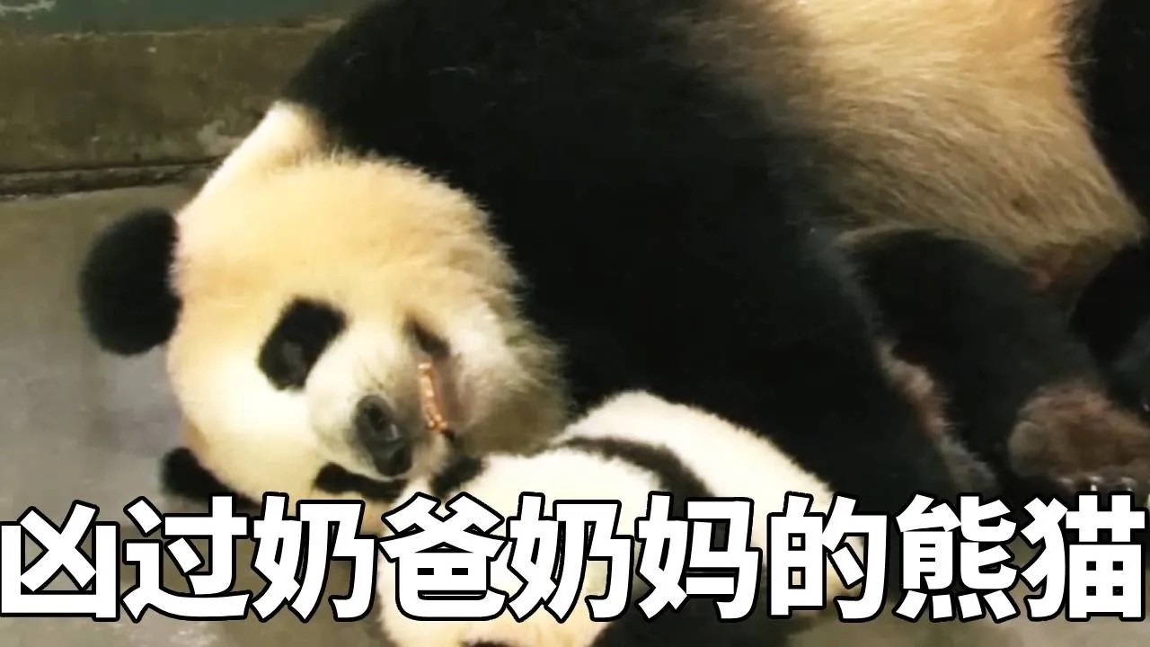 盘点那些凶过奶爸奶妈的大熊猫，脾气都是个顶个的火爆，快来看看有没有你的心上熊！