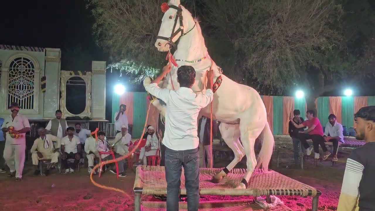 घोड़ी का तगड़ा डांस देख बाराती भी झूम उठे 