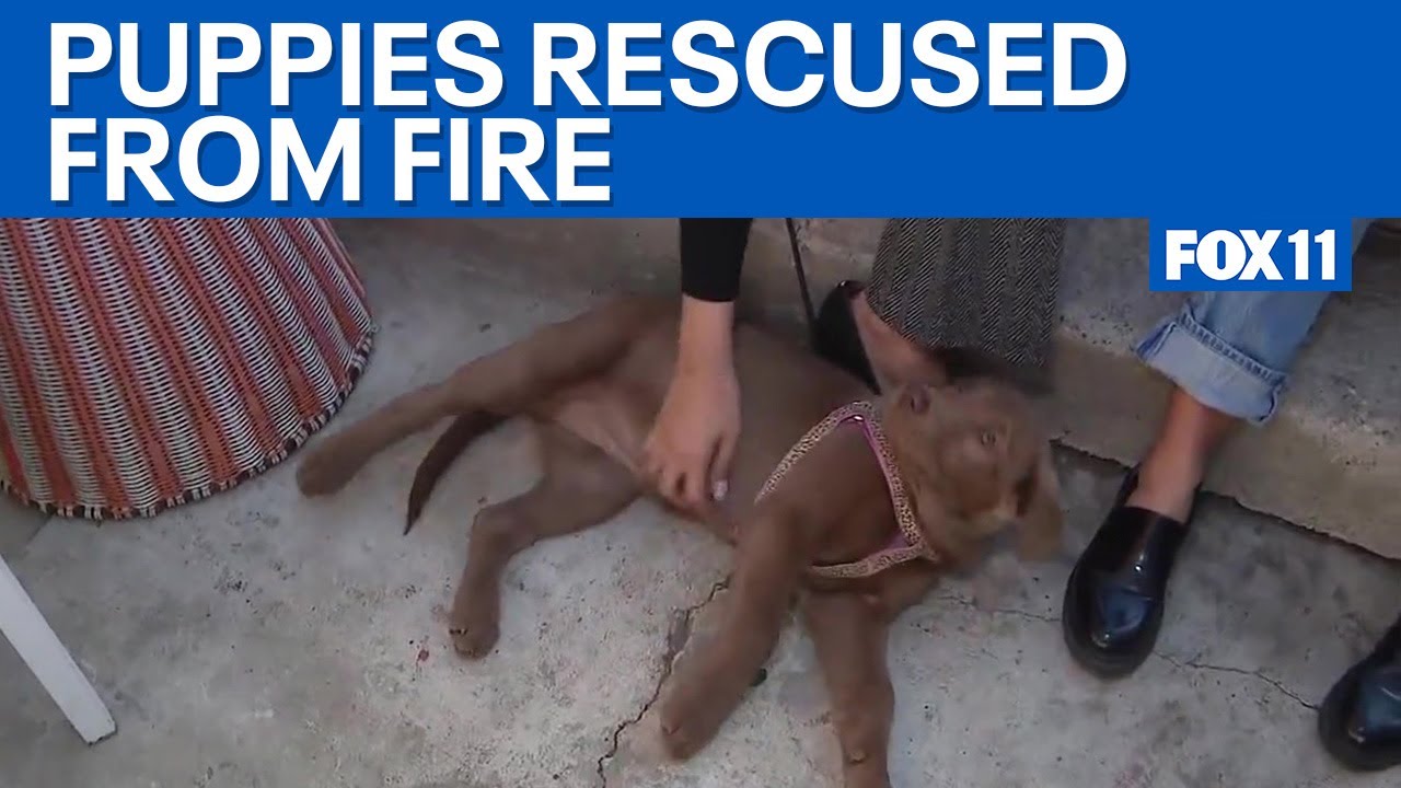 Puppies rescued from Eaton fire looking for new homes