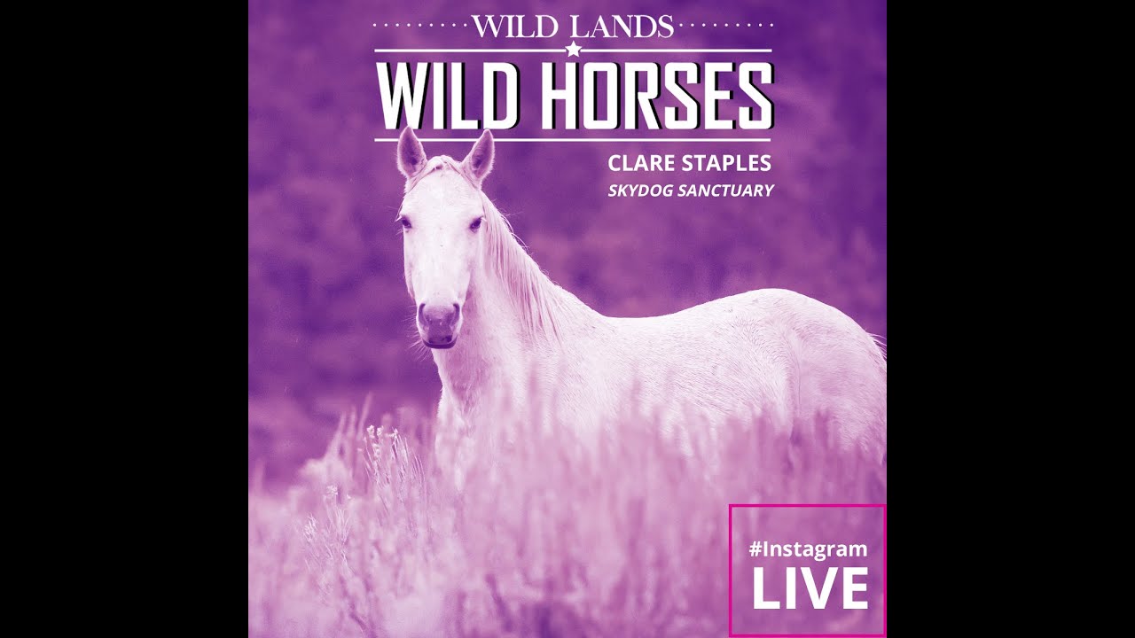 Instagram Live w/ Clare Staples of Skydog Sanctuary