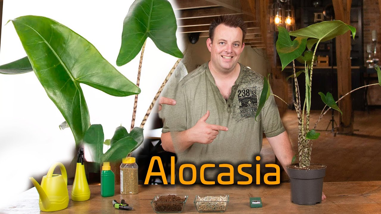 Tips voor de verzorging van je Alocasia (Olifantsoor)