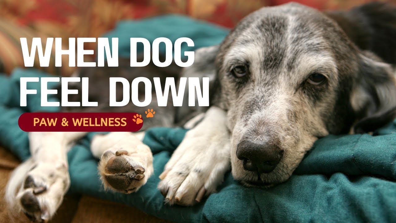Is My Dog Depressed? | Signs of Canine Depression & How to Help🐾