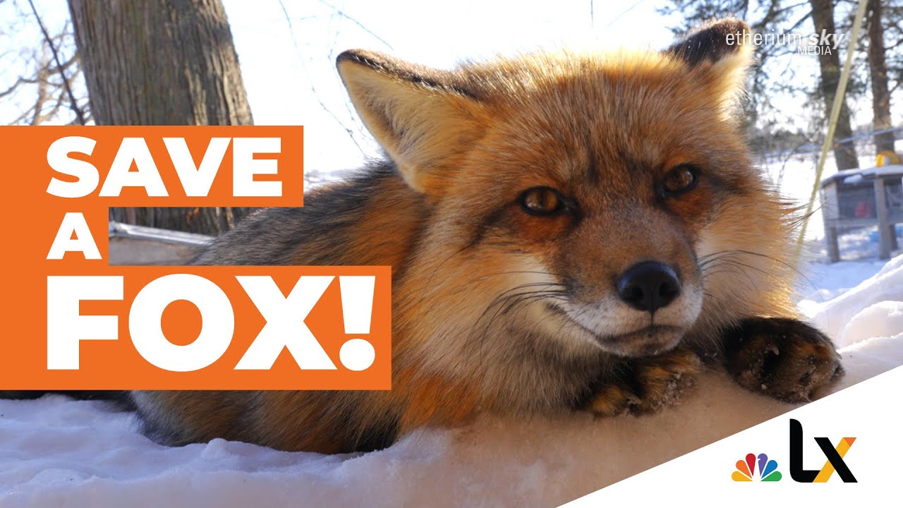 This Lonely Teenager Became Best Friends with a Fox!  // Save A Fox!  - an NBClx Mini-Doc