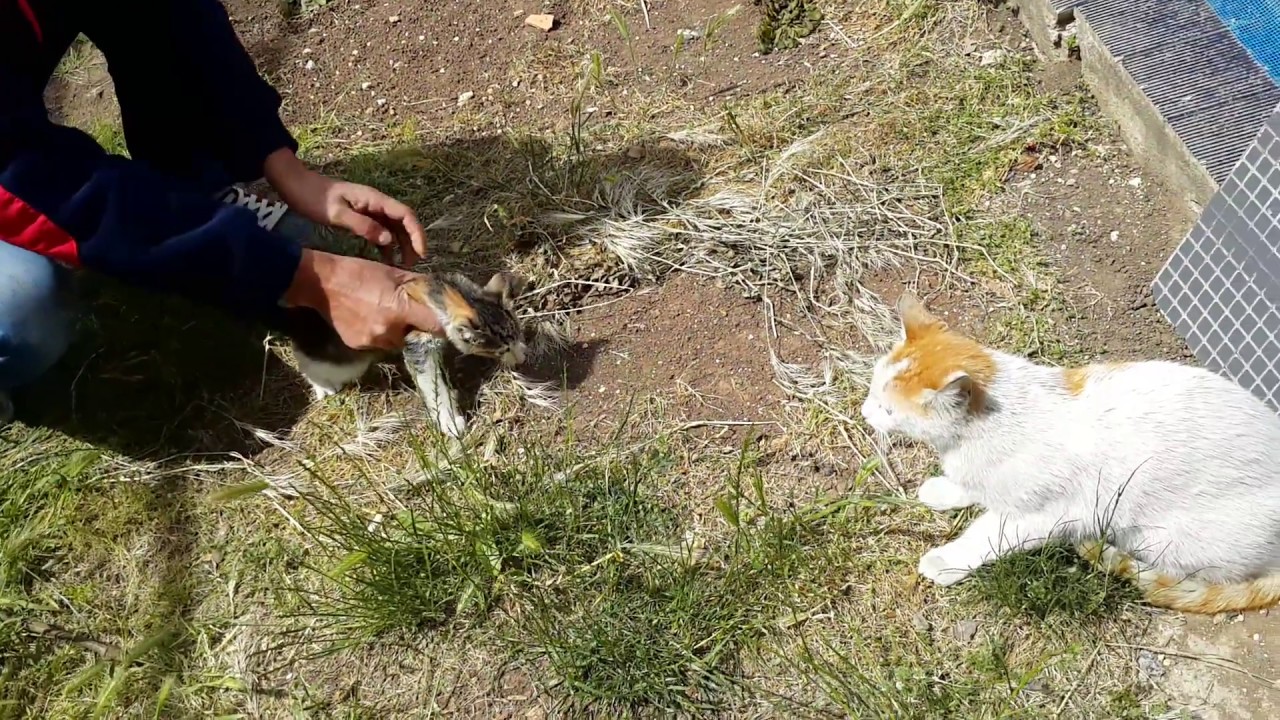 YAVRUSU İÇİN SALDIRIYA GEÇEN KEDİ 🐹🐹🐈🐈