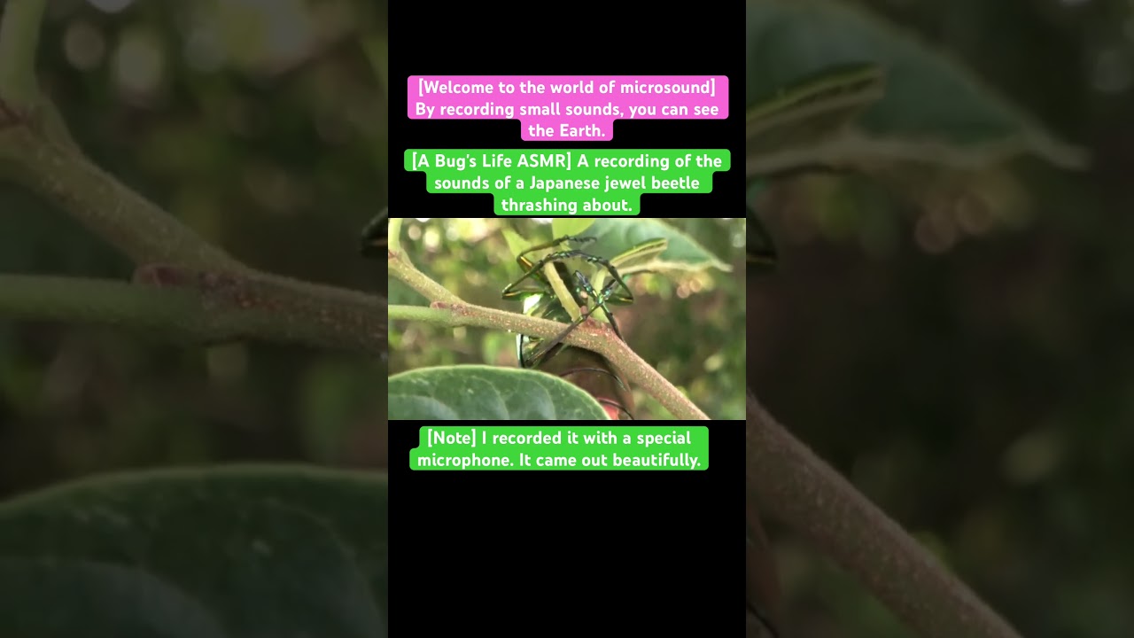 [A Bug's Life ASMR] A recording of the sounds of a Japanese jewel beetle thrashing about.#insects