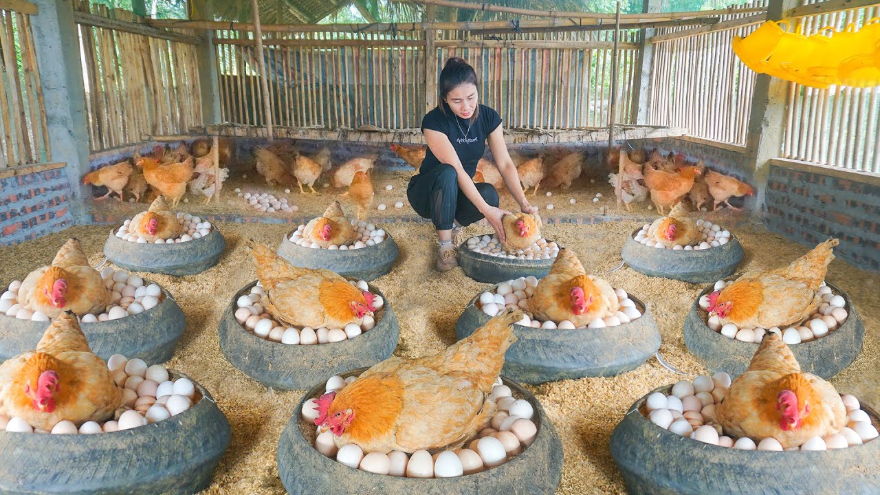 Build Many Nest For Chicken To Lay Eggs - Use Truck to Transport 500km to Buffalo Market to Sell