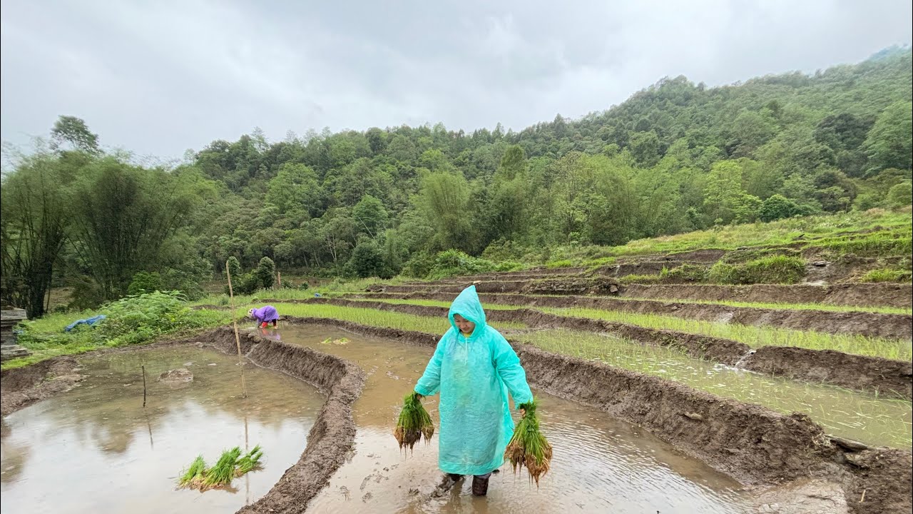 Paddy fields of Mankota village || village lifestyle || working with my mother in the paddy field