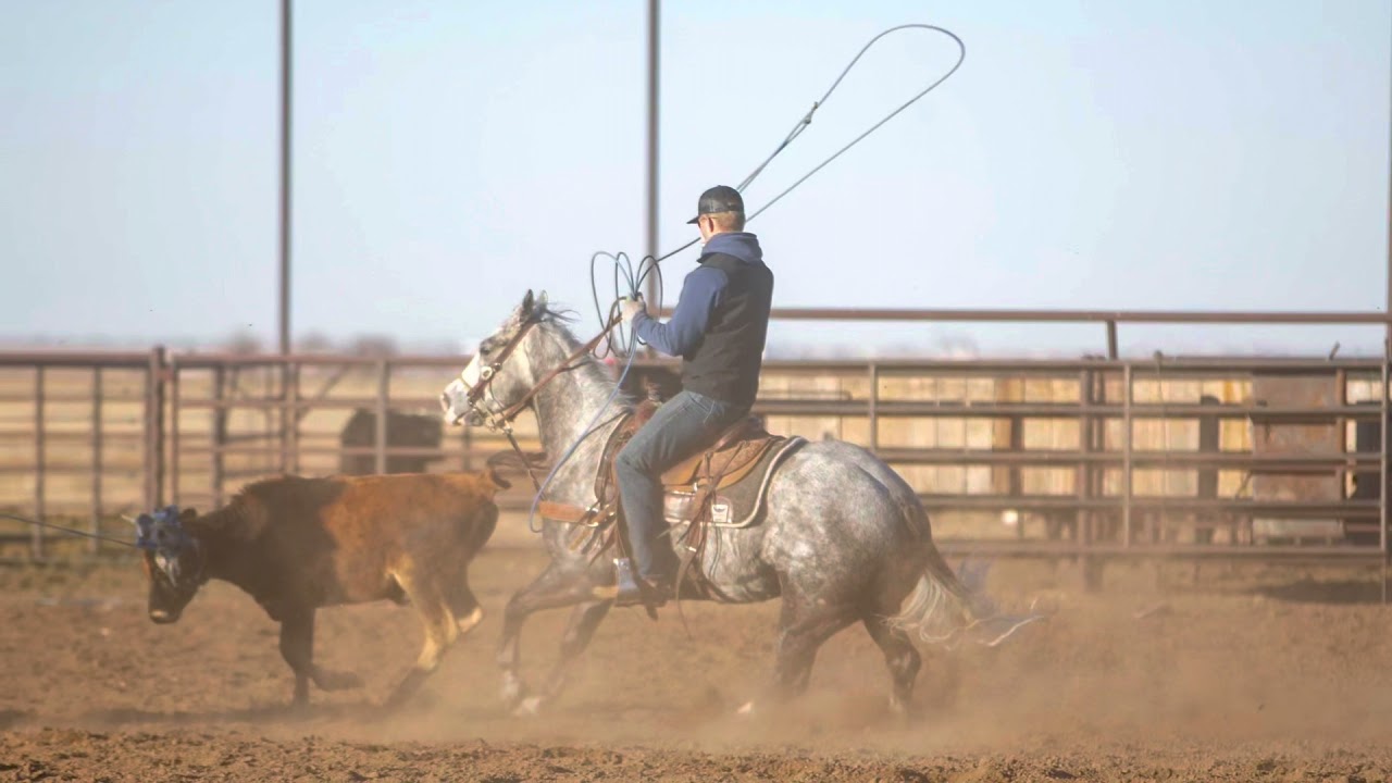 Lot #1 Grey Goose Cat offered by Wilson Cattle Co @ Ride the Wave Premier Horse Sale.