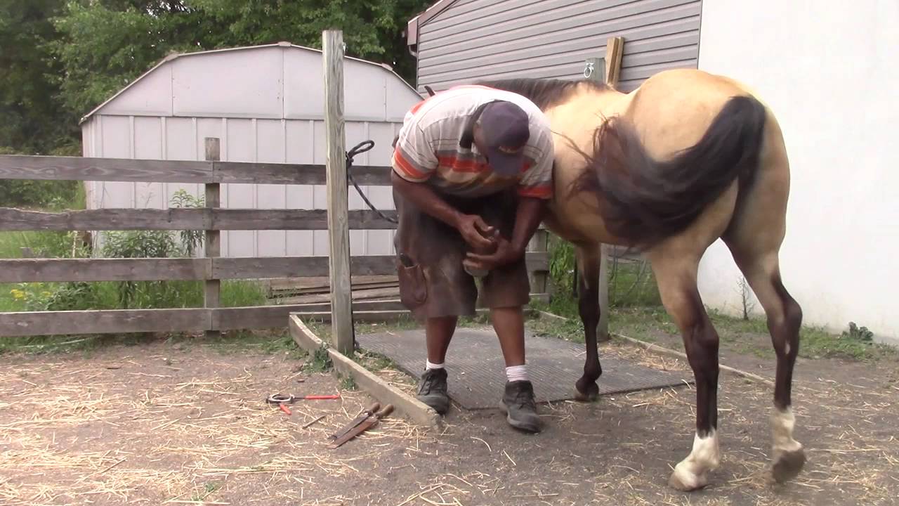Difficult horse being trimmed by James W Moody