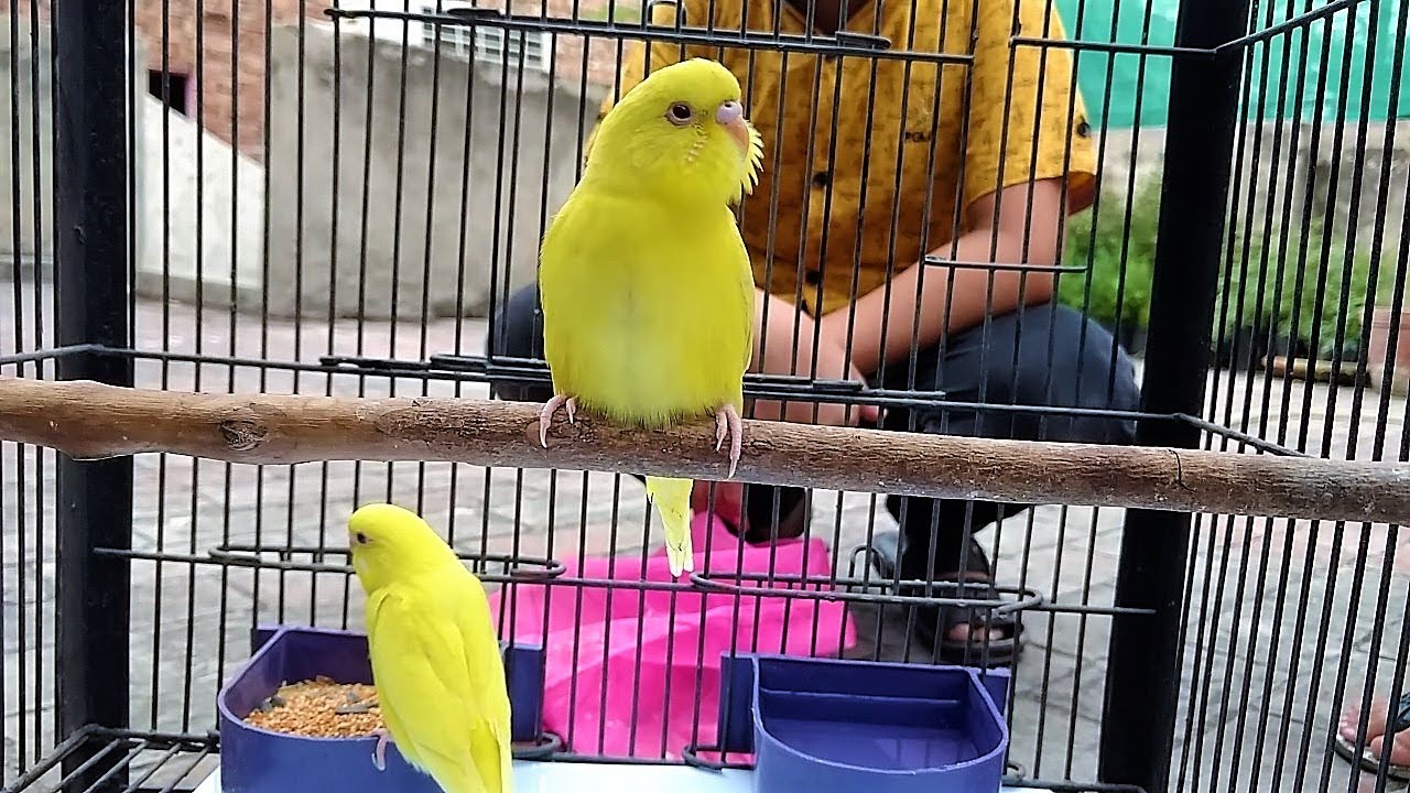 Red Eye Lutino Budgie Birds Le Aya || I Love Red Eye Birds