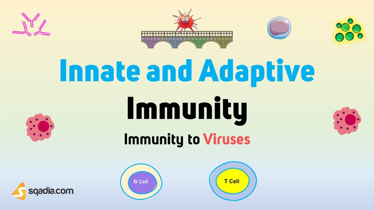 Immunity to Viruses - Innate and Adaptive Immunity