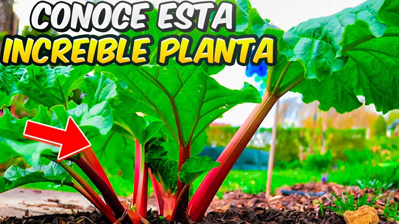 Como Y Cuando Plantar RUIBARBO - Consejos Y Trucos De Este Cultivo || La Huertina De Toni