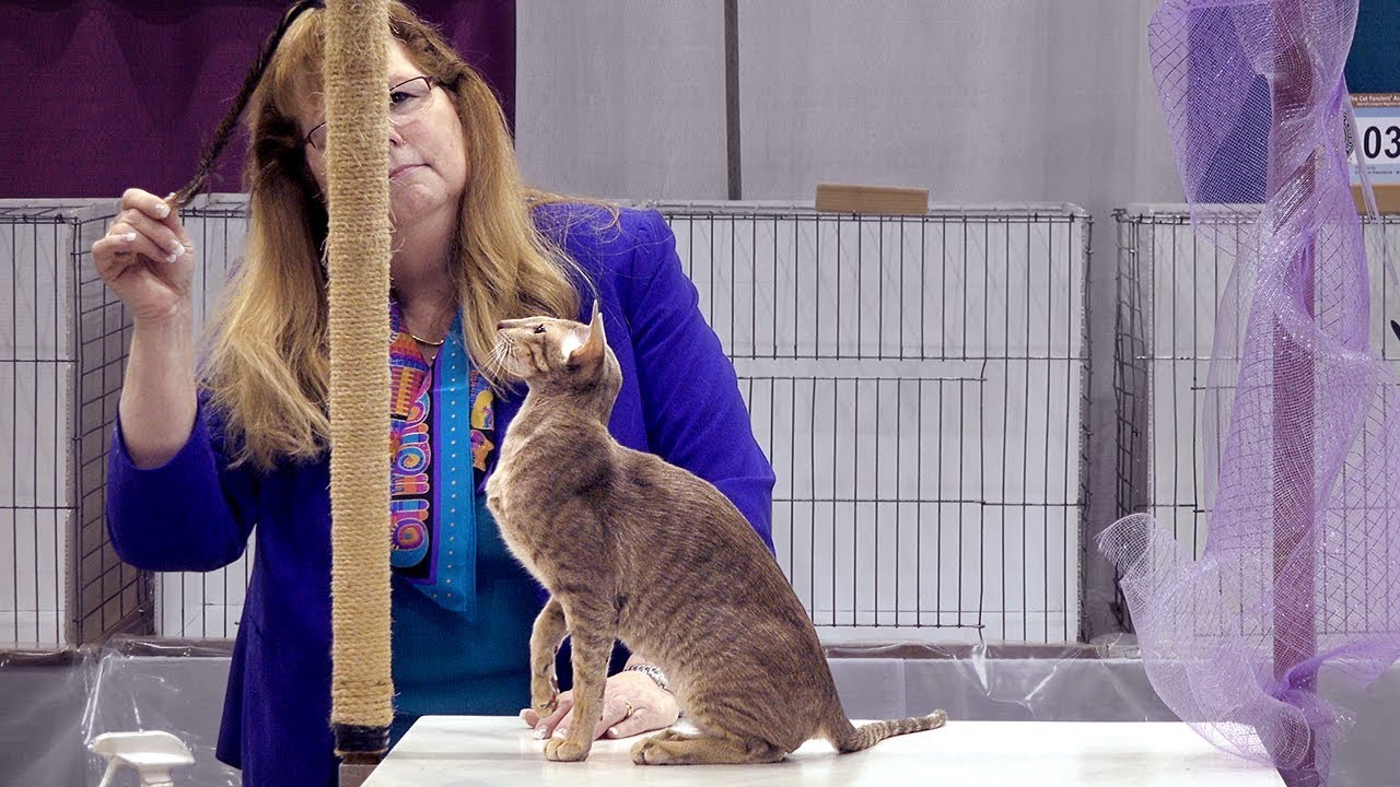 CFA International Cat Show 2018 - Oriental Premier class judging