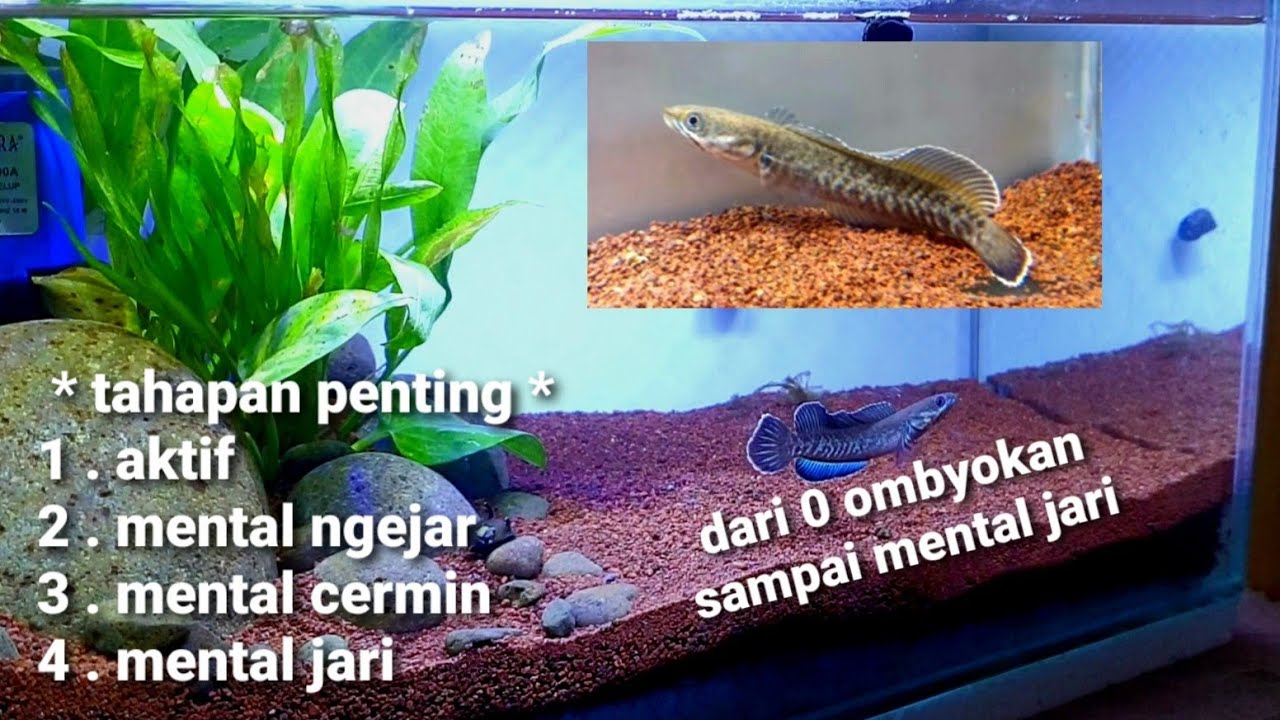 cara melatih mental channa andrao ombyokan sampai mental preman anti mager dan melatih takut lampu