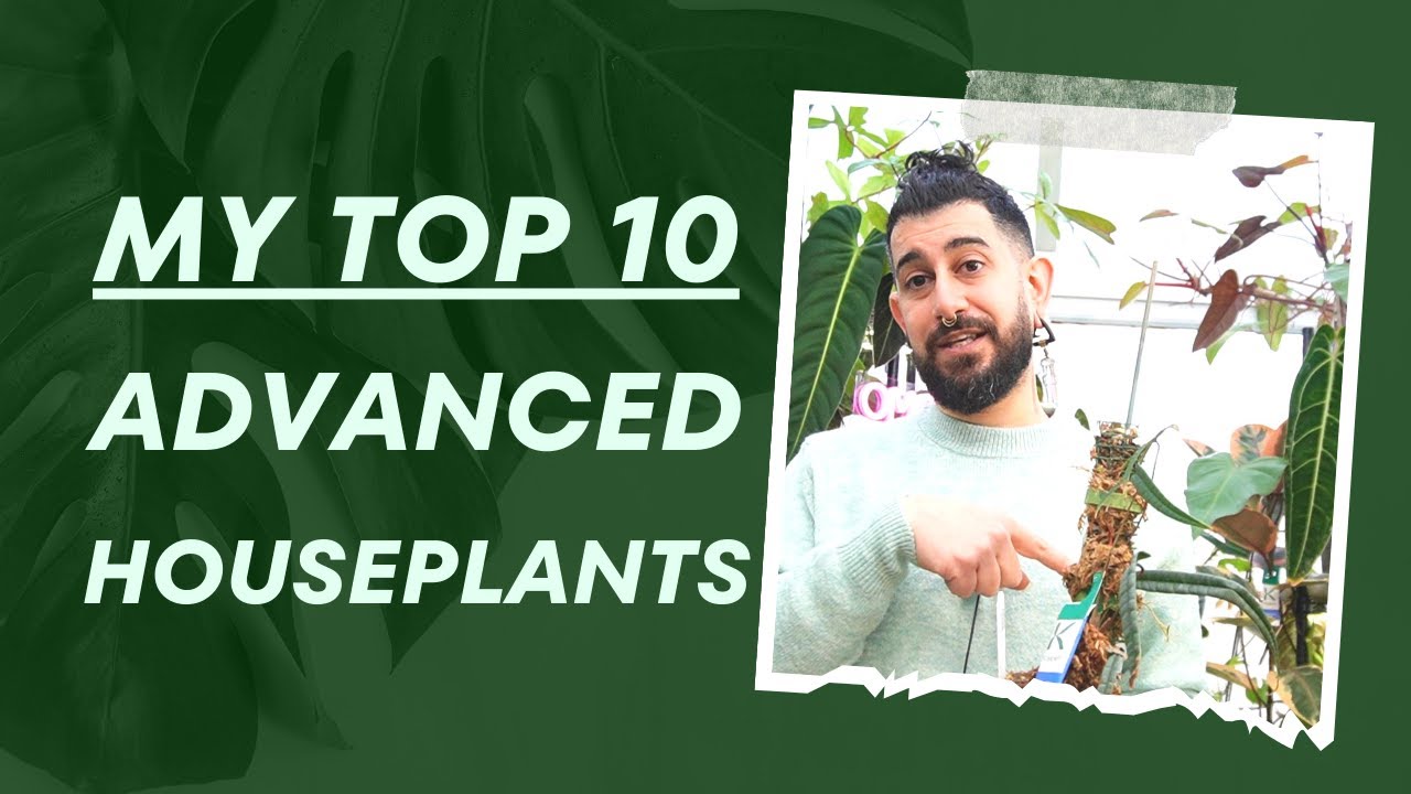 🌿 Challenge Accepted: Top 10 Advanced houseplants! 🌱🌟