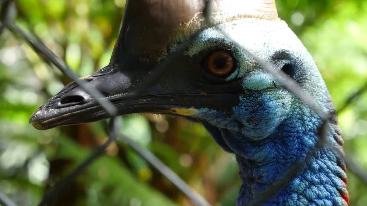Walk in Bird Aviary , Worlds 3rd largest Bird Park