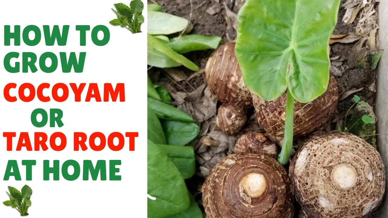 Unleashing the Tropical Bounty :  Growing Coco Yam and Taro Root with Updates #taroroot