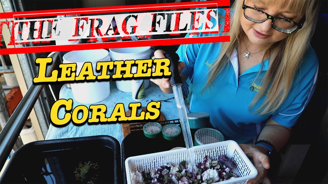 The Frag Files: Leather Corals --- Gallery Aquatica TV