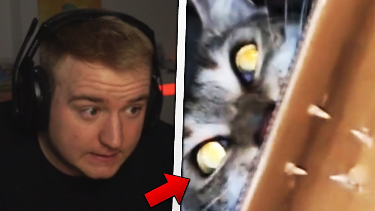 FABO reagiert auf UNUSUAL MEMES V170