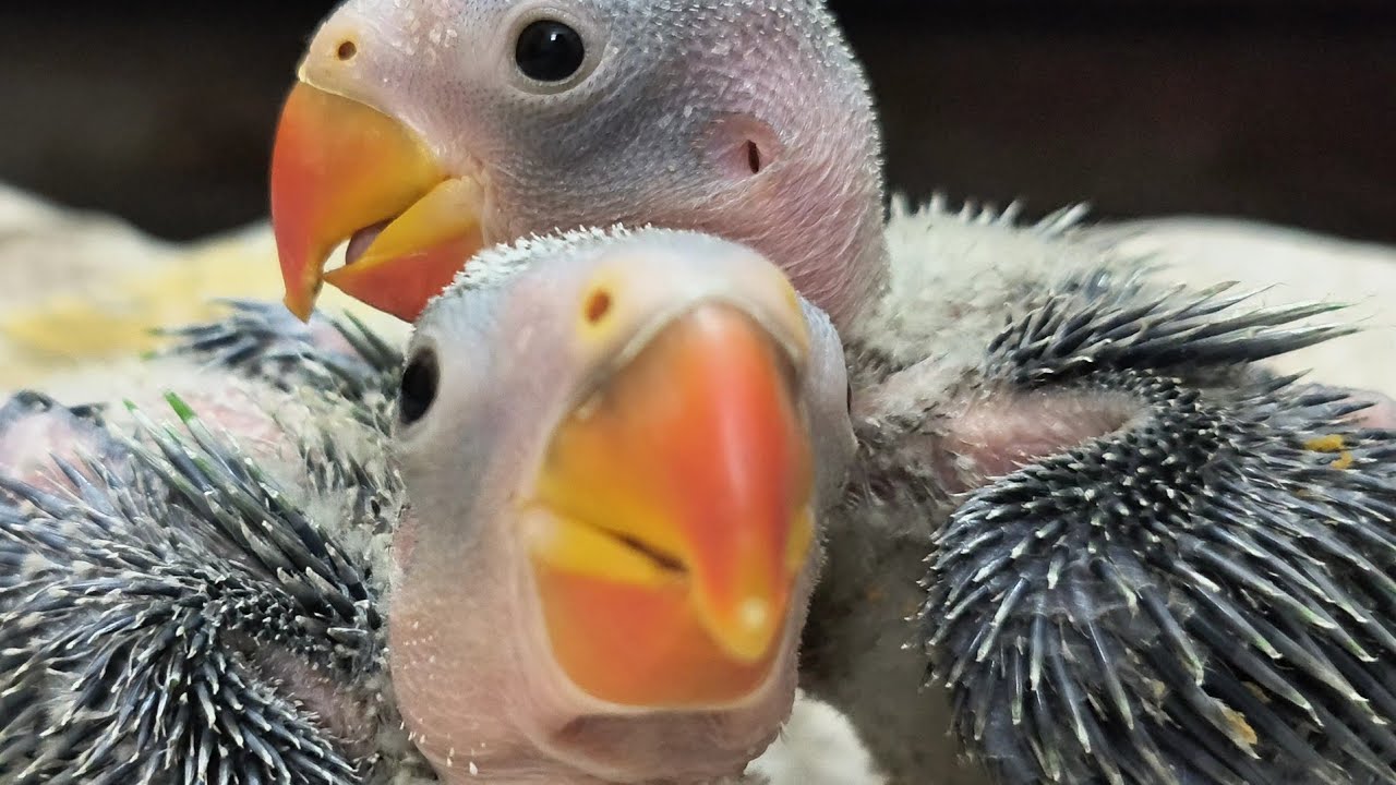 Indian Ringneck Babies Are EASY To Raise
