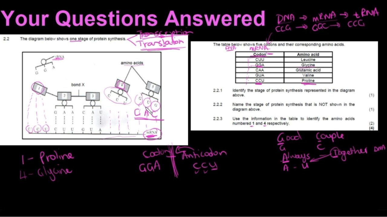 Grade 12 Your Questions Answered Protein Synthesis