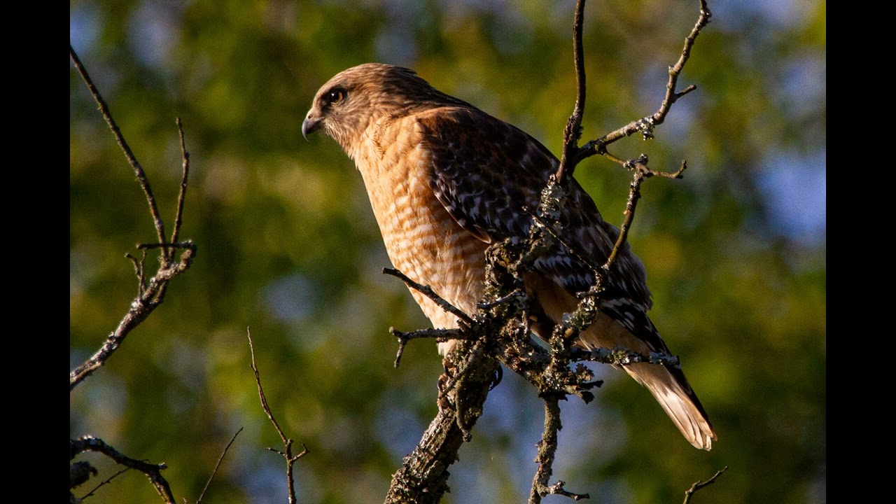 Cooper's Hawk Calls - 1 Hour (Bird-Calling, Ambient, White-noise, Study, Focus, ASMR, Meditation)