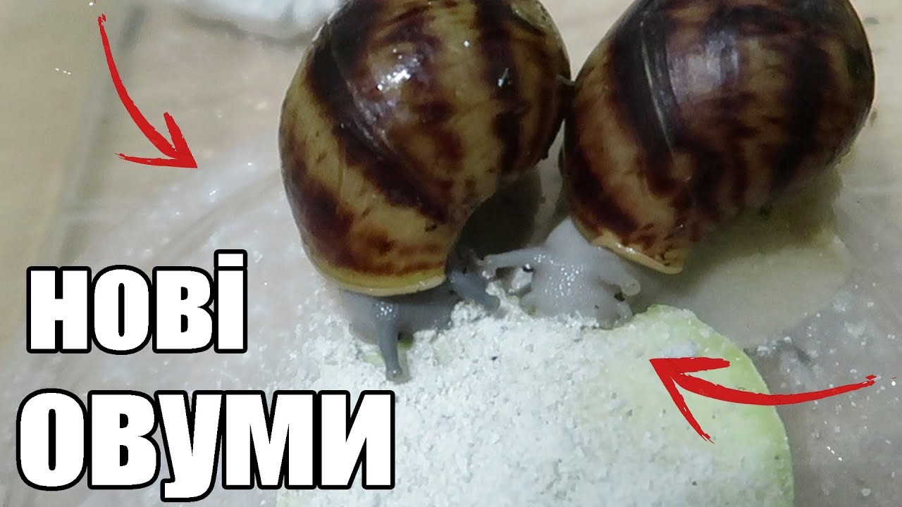 Розпаковка овумів УХ . архахатина маргината овум . равлики . тигри і ретики . всі мої овуми