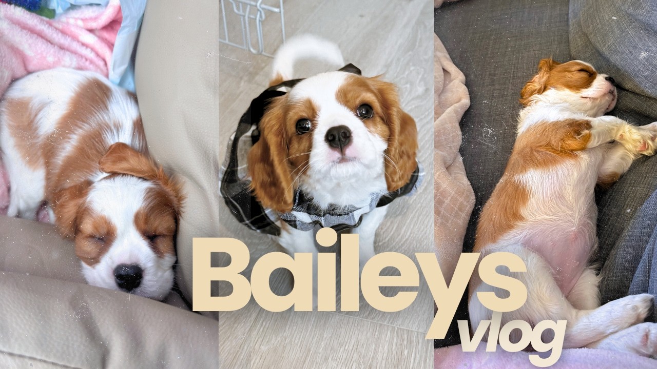 ELA CHEGOU! Buscando nossa cachorrinha & dois primeiros dias com uma filhote 🐶