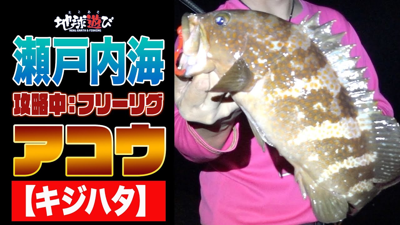 【フリーリグでキジハタ攻略！】フリーリグを解説しながらランカーキジハタを狙う。【地球遊び#112】