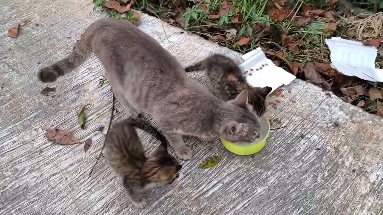 TEGANYA BUANG SEKELUARGA 