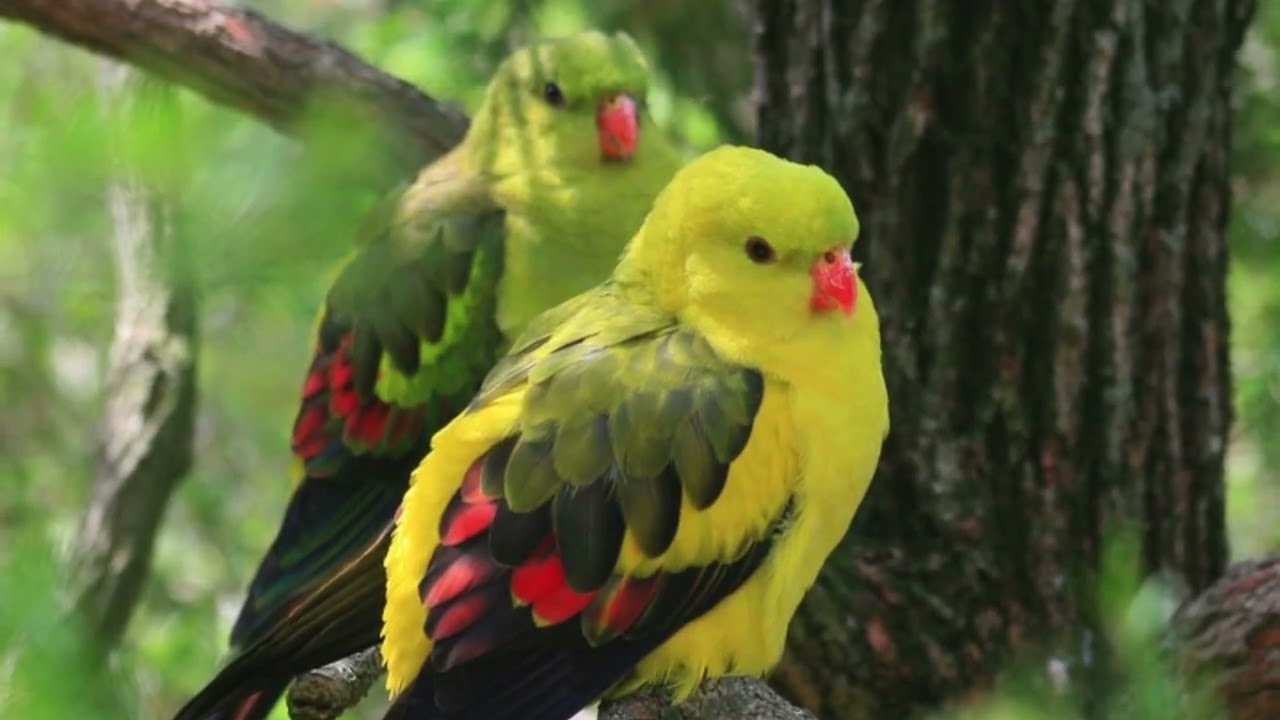 Bird Photography  Portraits