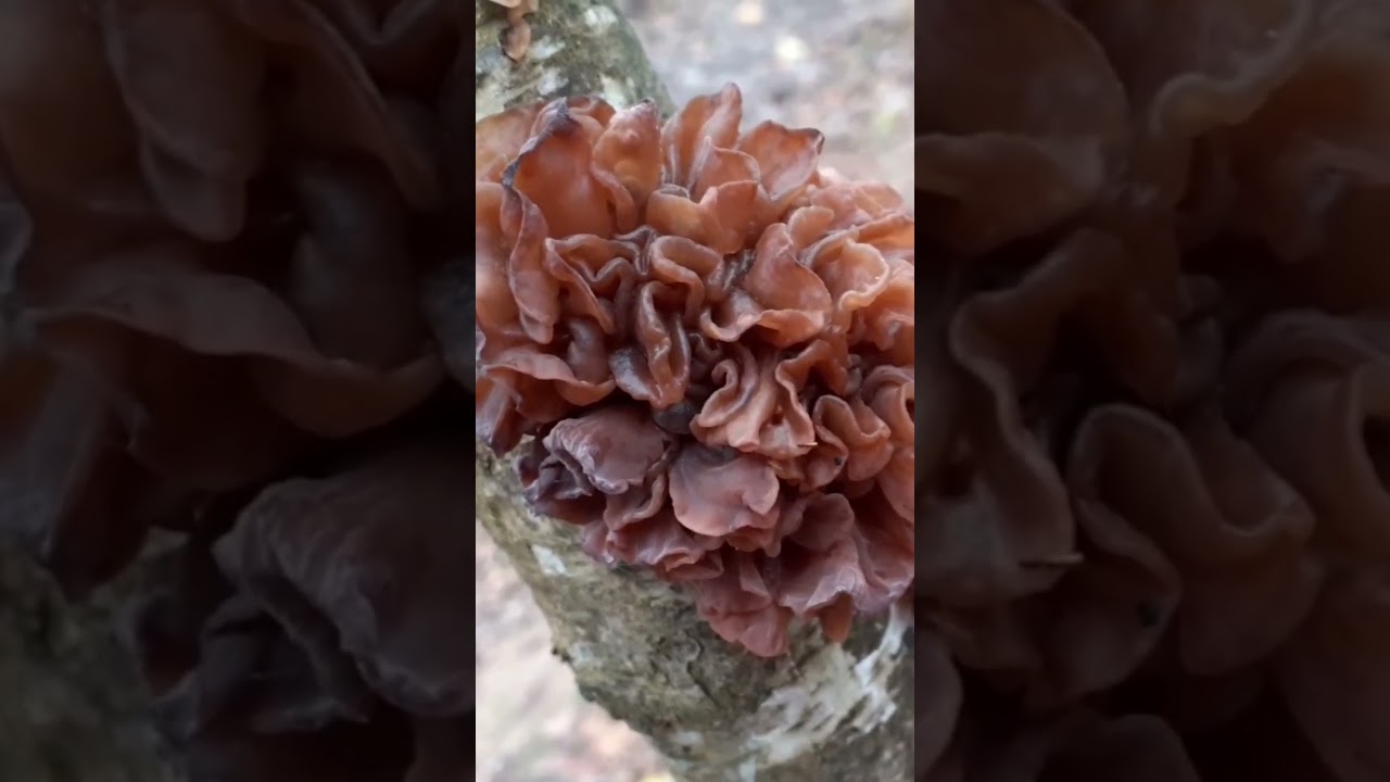 🌲Дрожалка Лиственная.Phaeotremella frondosa.🍁