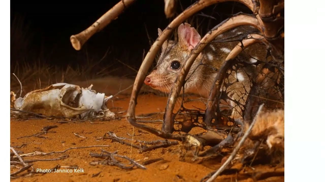 Dr Katherine Moseby | Expanding the benefits of fenced conservation reserves