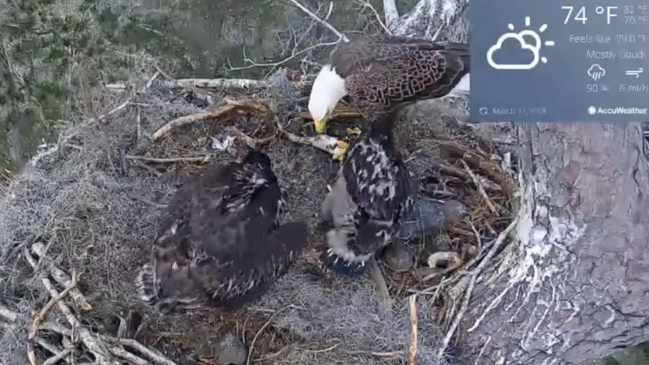 Dad brings fish and feeds the eaglets | Kisatchie National Forest E-1 | Mar 11, 26