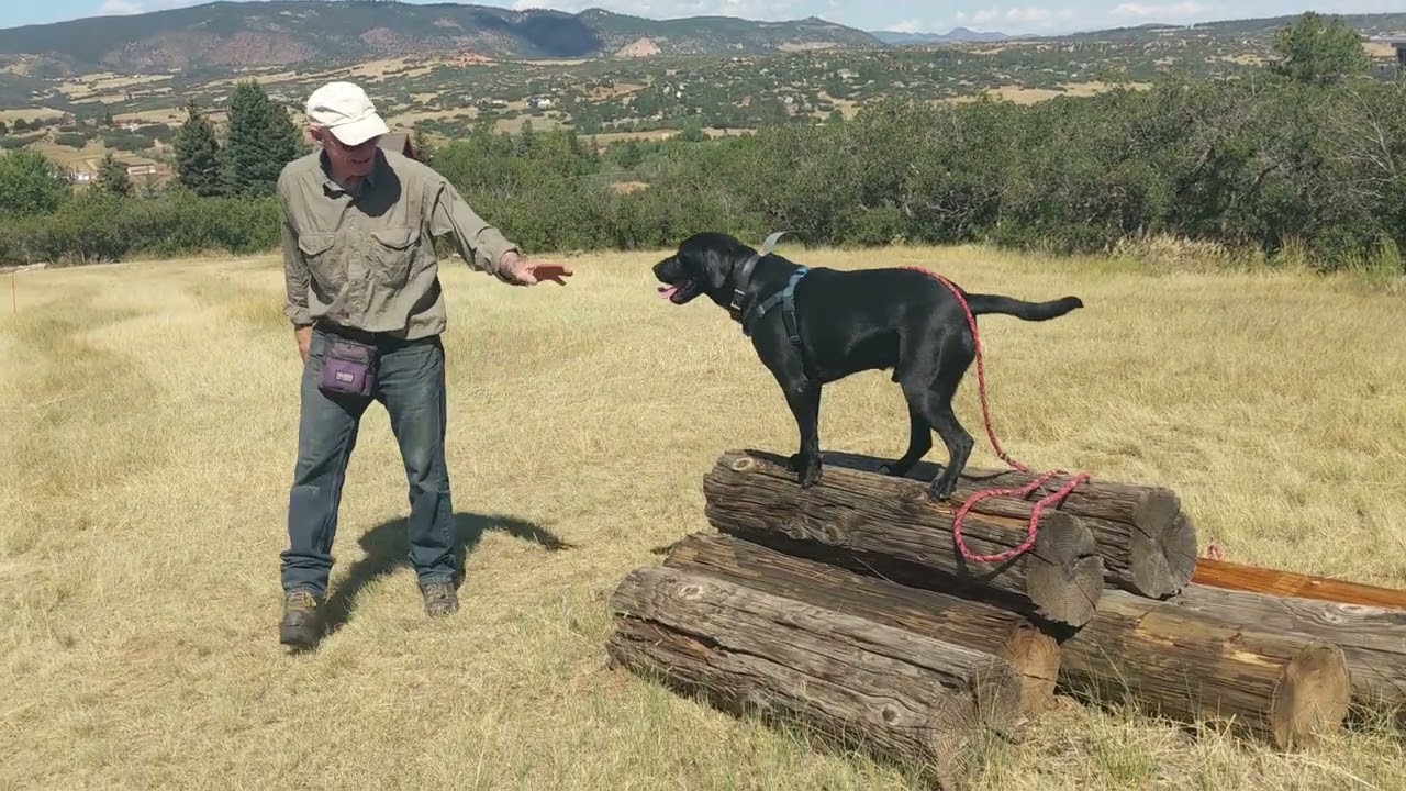 2025 08 17 DogParkour Booda Moti Sulley Tryffin 1