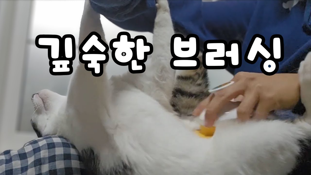 깊숙한 속털까지 시원하게🫧 고양이 브러싱 #asmr 
