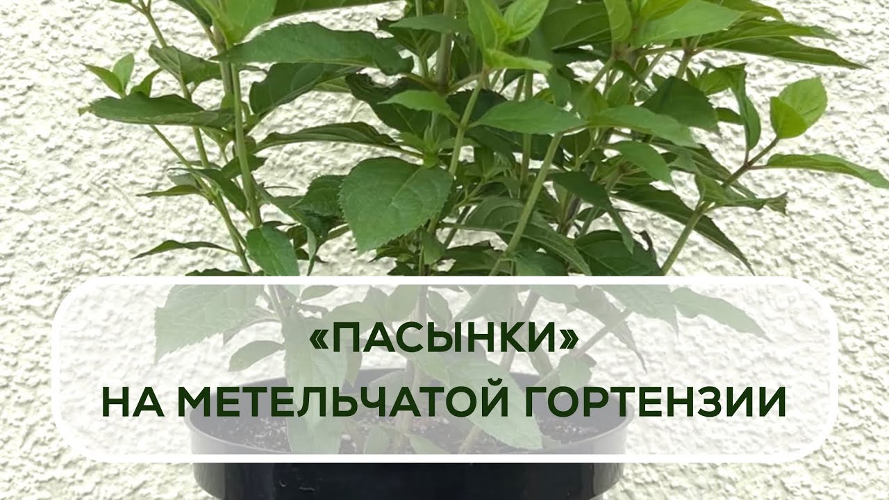 Пасынки на метельчатой гортензии.