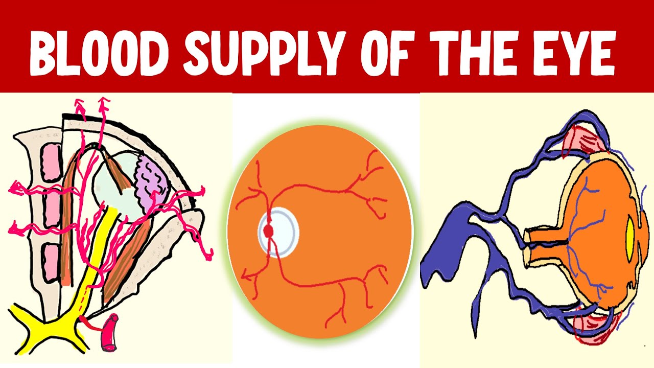 From Arteries to Arcades: Understanding Blood Supply of Eyeball