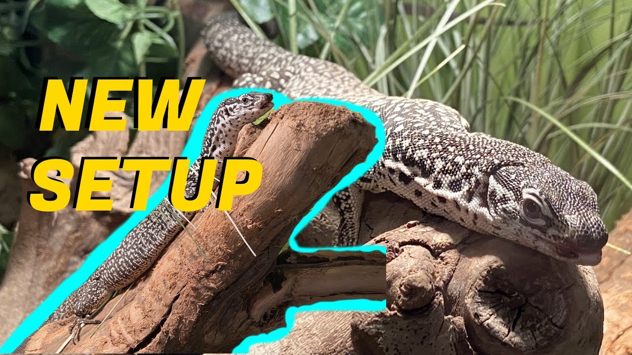 Upgrading my Monitor Lizard's Enclosure (Timor Monitor Cage Setup)