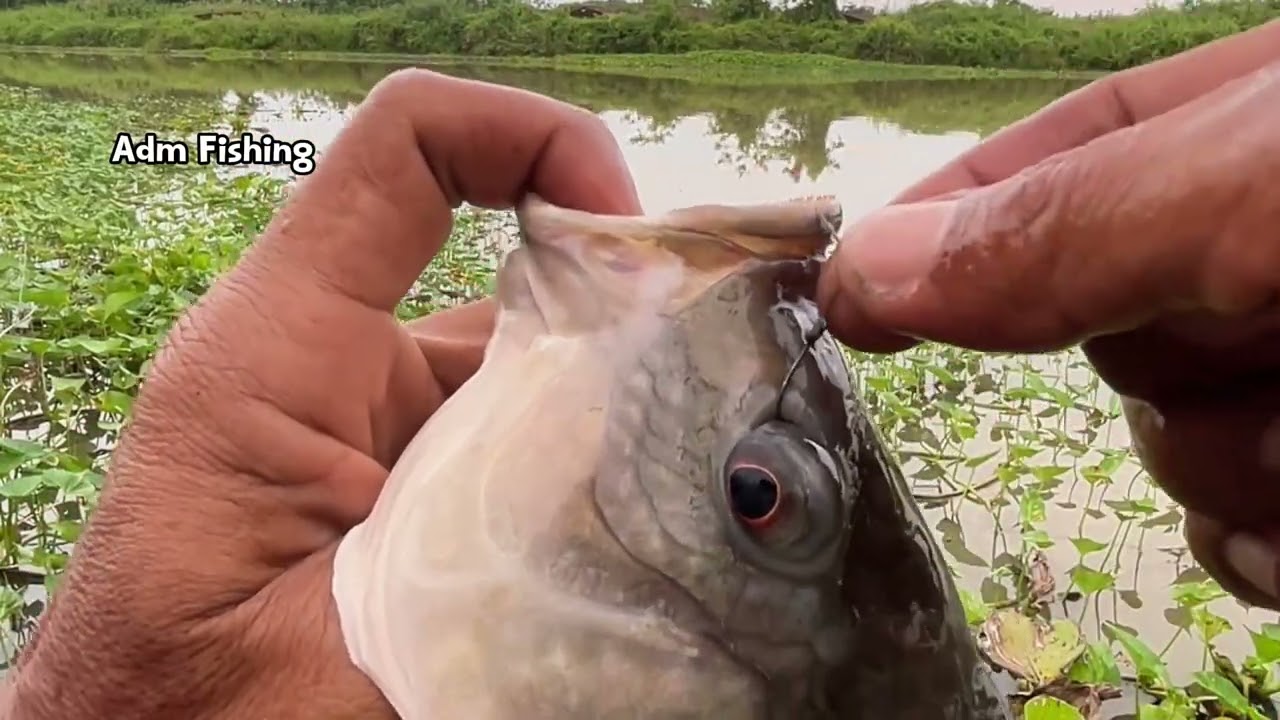 Spot ini asli sarang nya nila babon..!! #fishing #mamcingliar #nilababon #mancing #umpanlumut