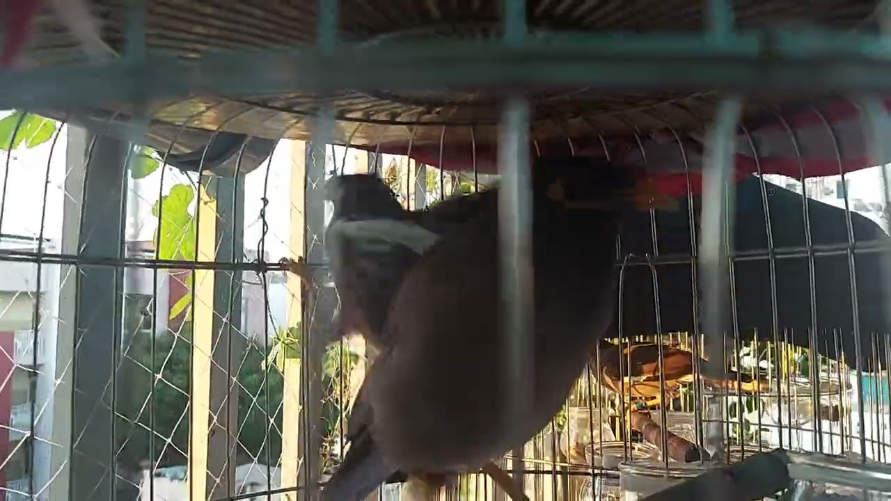 Chim Sáo Gọi Bầy !