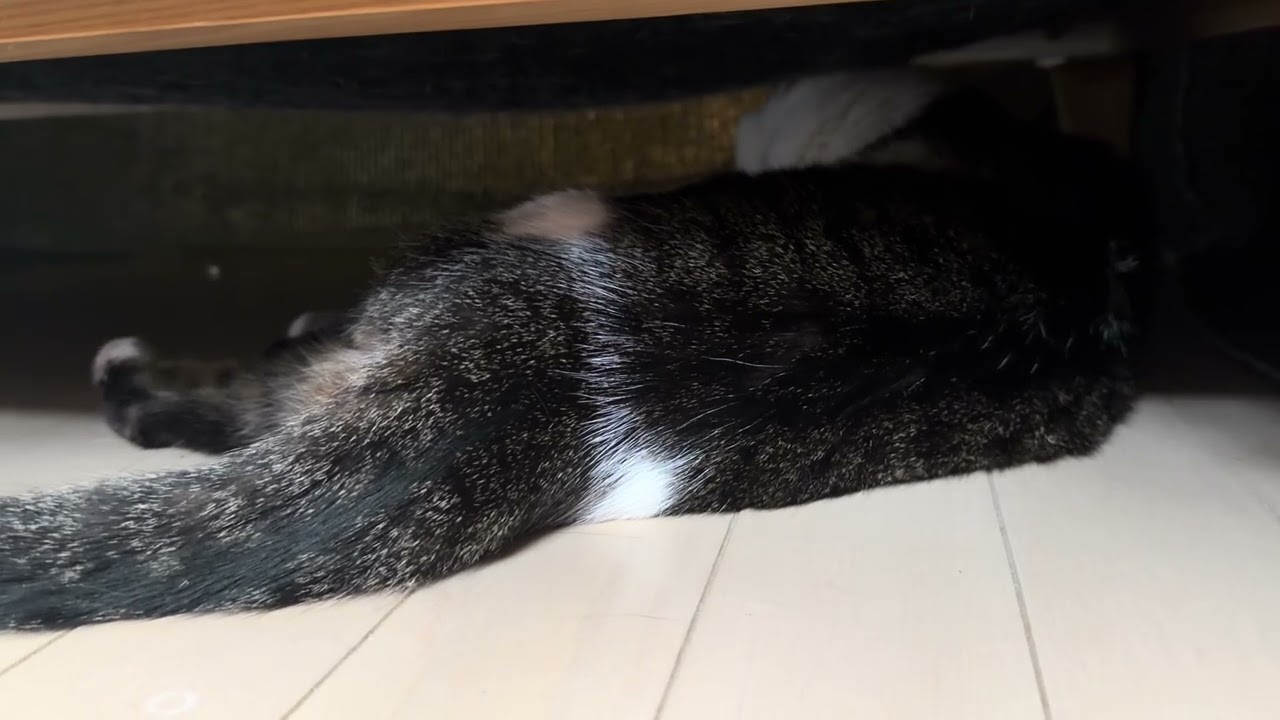 世界一可愛いヘビの正体！（I Found the World’s Cutest Snake… Under My Sofa 🐍）