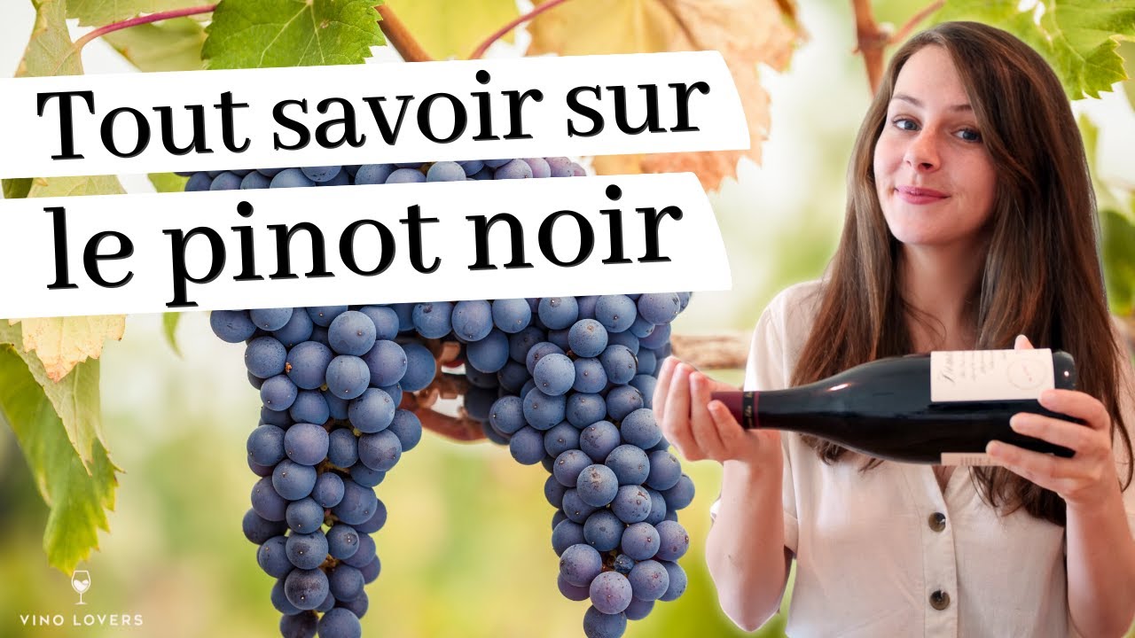 Le pinot noir : tout ce qu’il faut savoir sur ce grand cépage