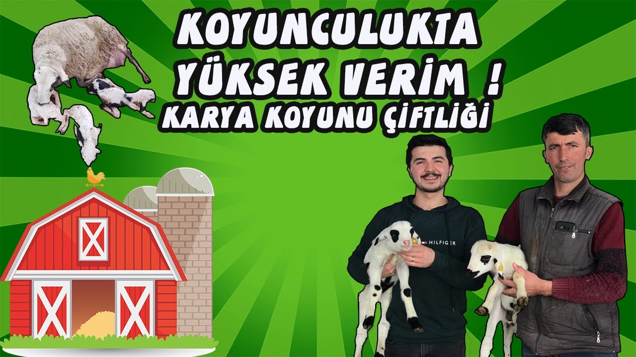 KÜÇÜKBAŞ HAYVANCILIKTA YÜKSEK VERİM ! | KARYA KOYUNU ÇİFTLİĞİ | YENİ BAŞLAYACAKLARA TAVSİYELER |