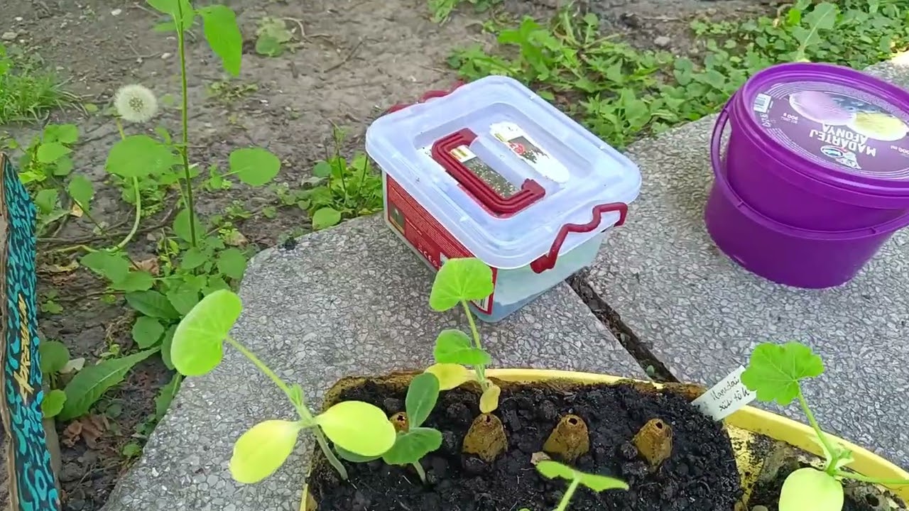 Júniusi ültetési dömping /3