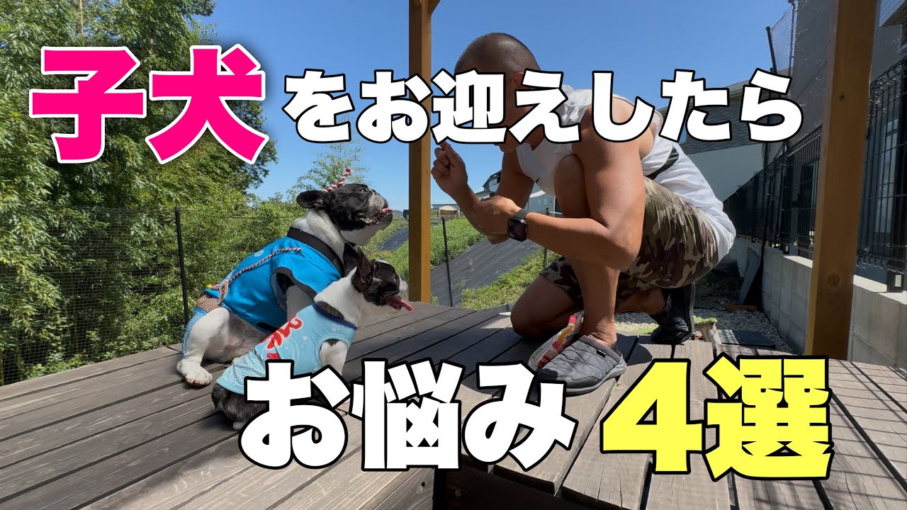 【犬のしつけ基本】ワンちゃんをお迎えしたらもれなく悩む４大悩みについてお話します